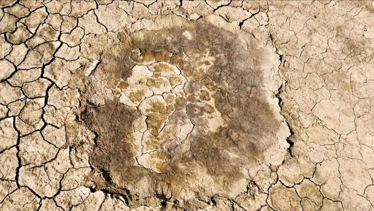 Playa_Strange round residue_Oct 2024