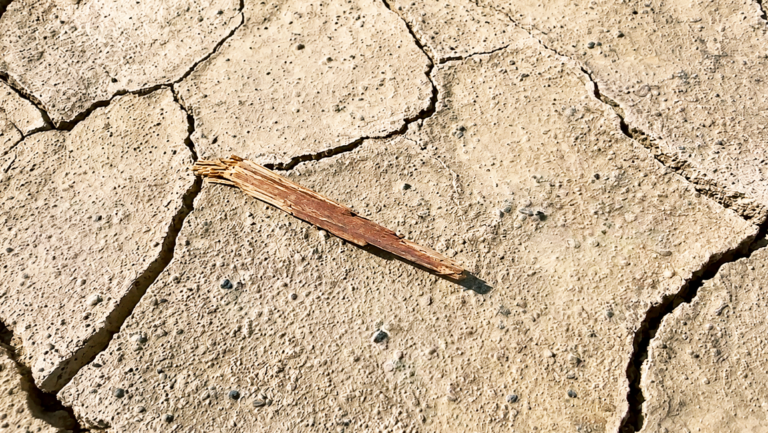 Playa_Wood fragment_Oct 2024